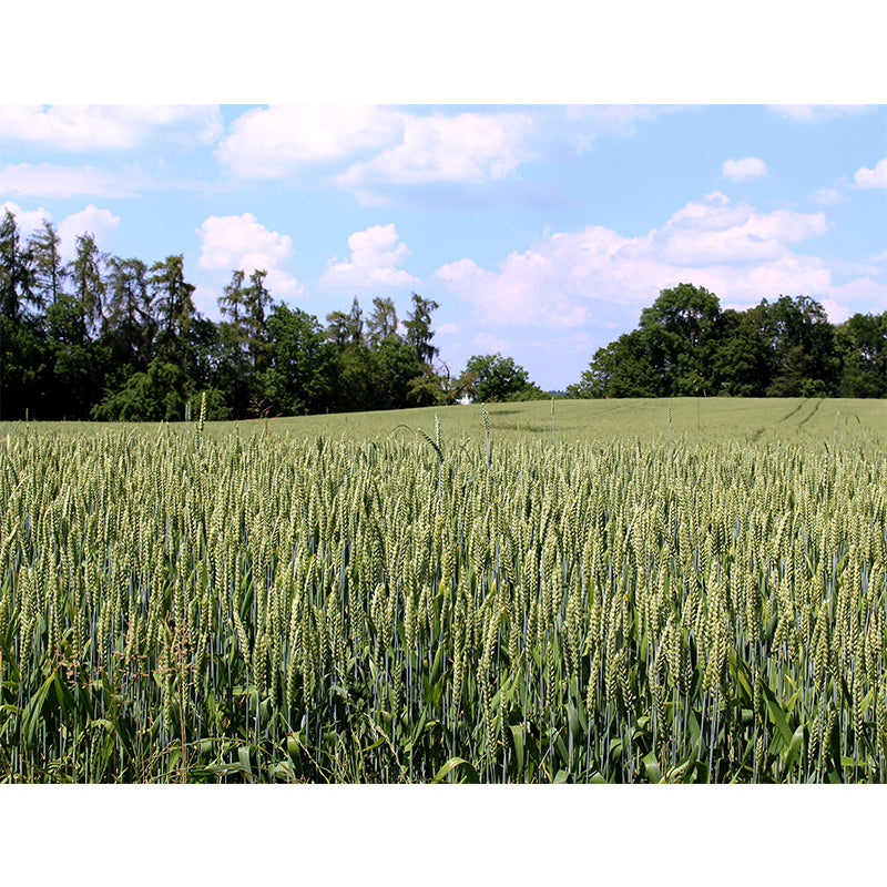 Photography Wheat Field Landscapes Mural Wall Decor Mildew Resistant for Decoration