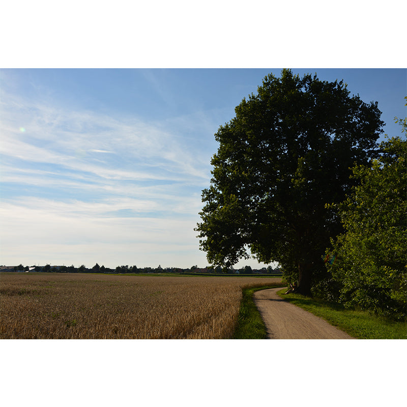 Contemporary Wheat Field Landscapes Mural Wall Decor Mildew Resistant Wall Mural Wall Art