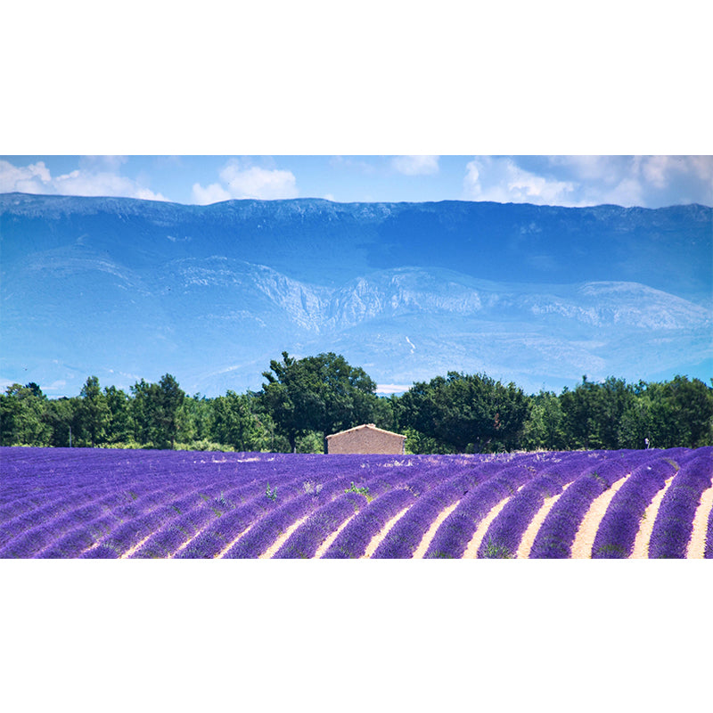 Lavenders Wallpaper Mural Decal Customized Modern Wall Covering for Bedroom