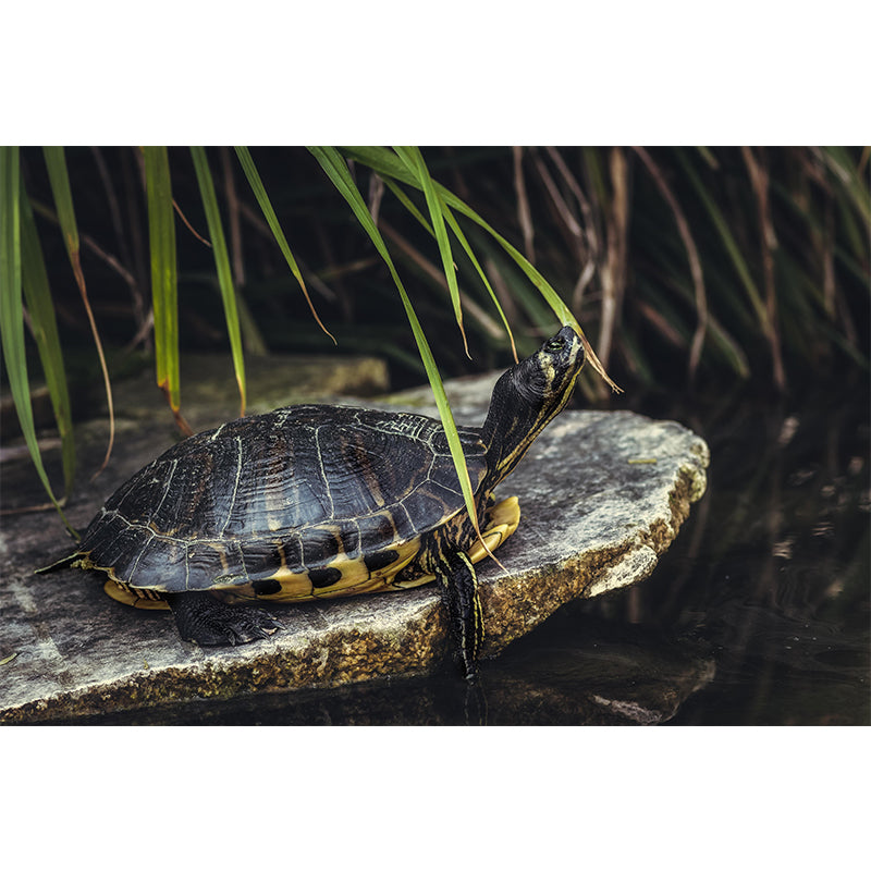 Customized Tortoise Mural Decal Eco-friendly Wallpaper for Living Room Wall Art