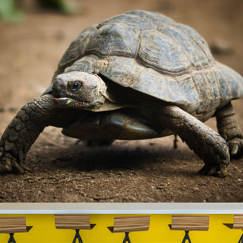 Customized Tortoise Mural Decal Eco-friendly Wallpaper for Living Room Wall Art