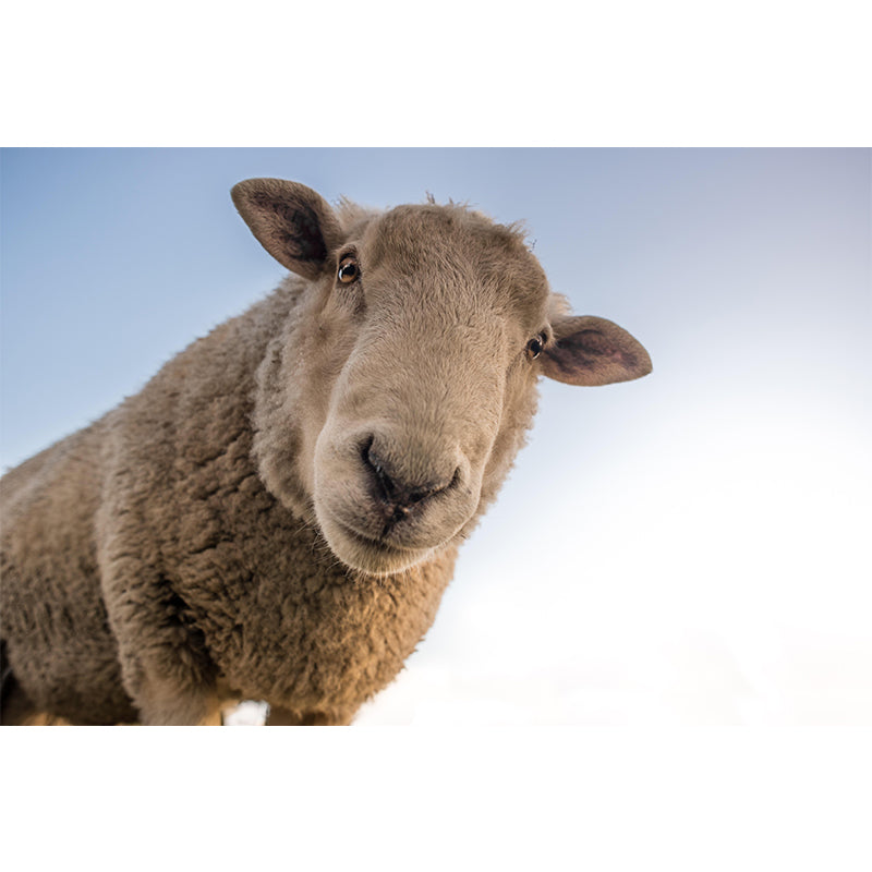 Customized Docile Sheep Mural Decal Eco-friendly Wallpaper for Living Room Wall Art