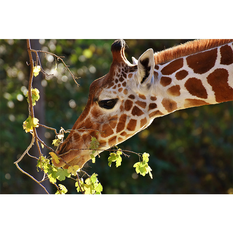 Cute Giraffe Wallpaper Mural Decal Customized Modern Wall Covering for Bedroom