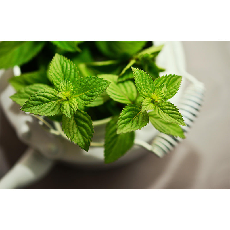 Customized Modern Plants Mural Wallpaper with Cool Mint Leaves Pattern Mildew Resistant