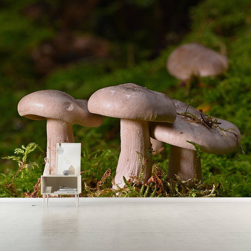 Photography Toadstool Mural Wallpaper Eco-friendly Contemporary Wall Murals