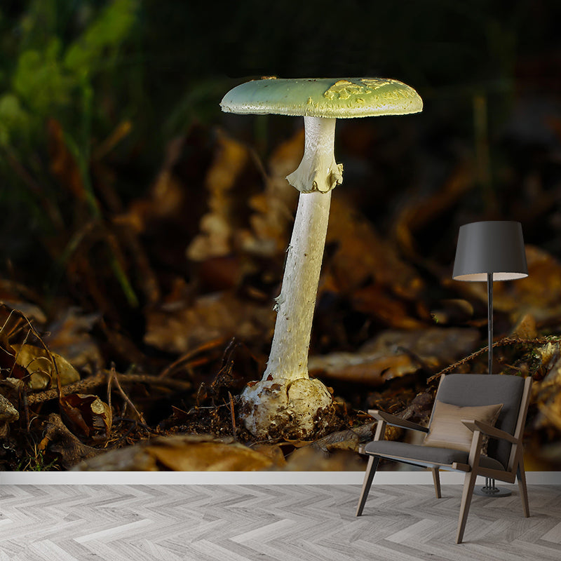 Photography Toadstool Mural Wallpaper Eco-friendly Contemporary Wall Murals