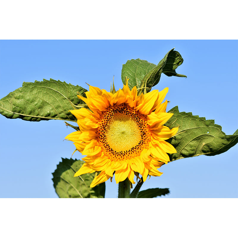 Yellow Sunflower Contemporary Mural Wallpaper for Home Decoration, Waterproofing