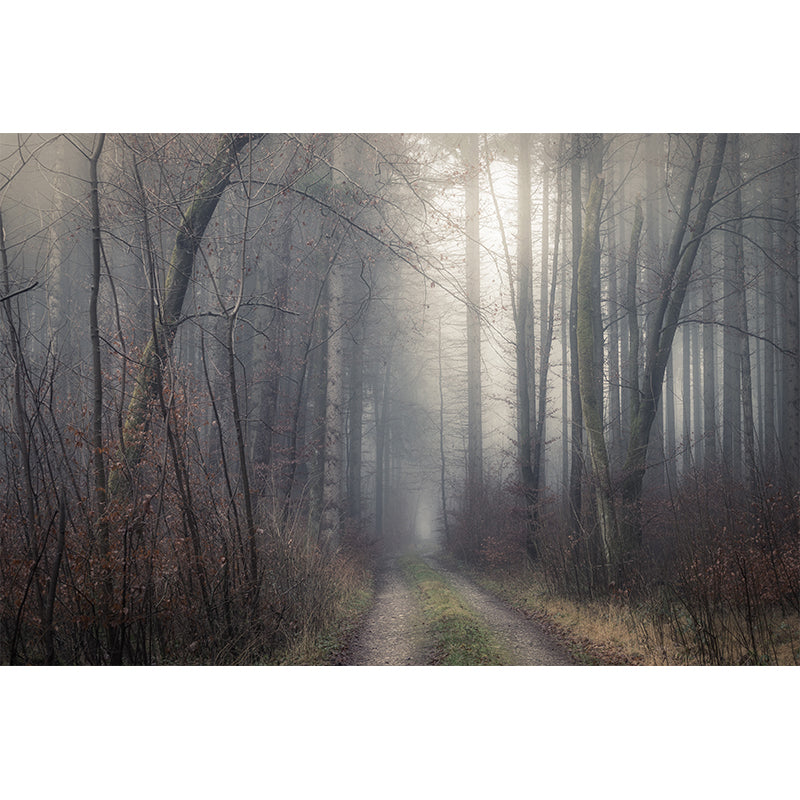 Forest Scenery Wall Mural Modern Home Decor for Sitting Room, Water Resistant