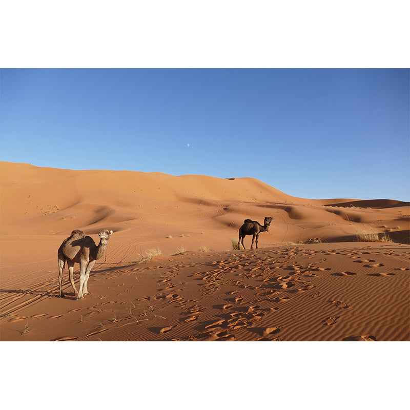 Desert Camel Wall Paper Moisture Resistant Living Room Wall Decor, Custom Size Available