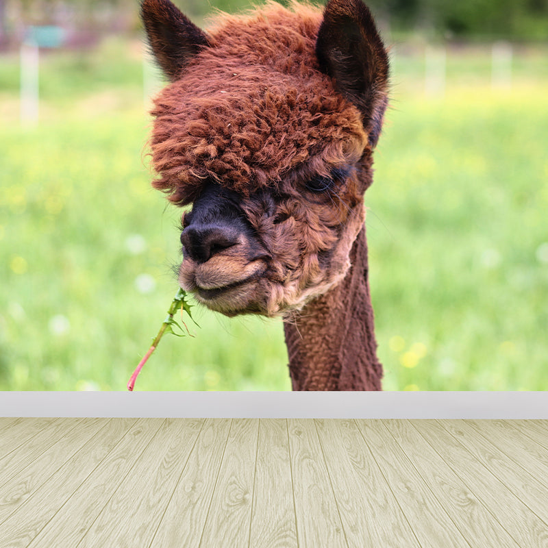 Cute Alpaca Wall Murals for Home Decoration Custom Wall Decor, Waterproofing