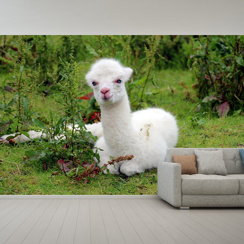 Cute Alpaca Wall Murals for Home Decoration Custom Wall Decor, Waterproofing