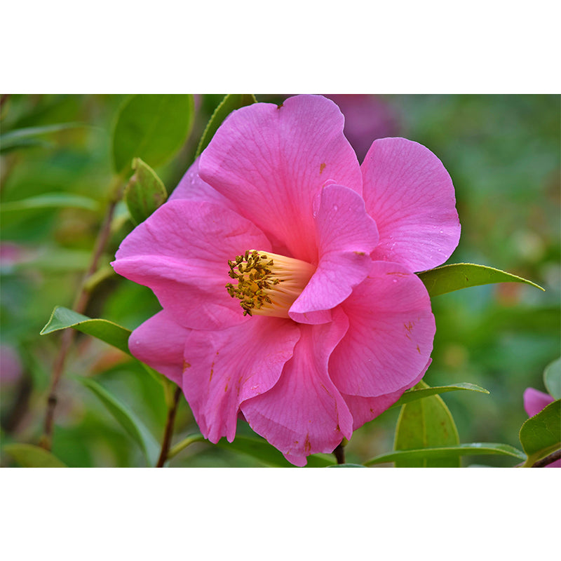 Camellia Mural Decal Contemporary Wallpaper Eco-friendly Wall Decor for Bedroom