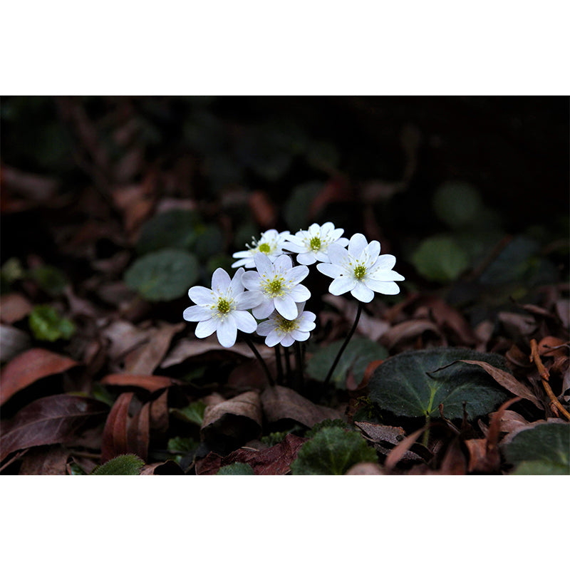 Wildflowers Mural Decal Contemporary Wallpaper Eco-friendly Wall Decor for Bedroom