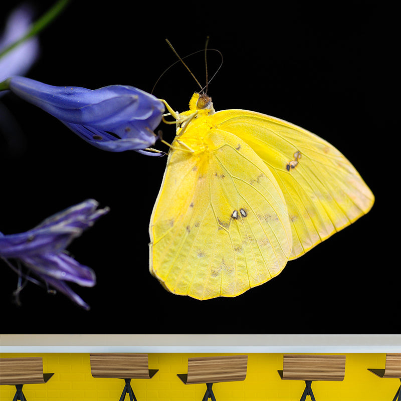 Photography Butterfly Mural Wallpaper Moisture Resistant for Living Room Bedroom