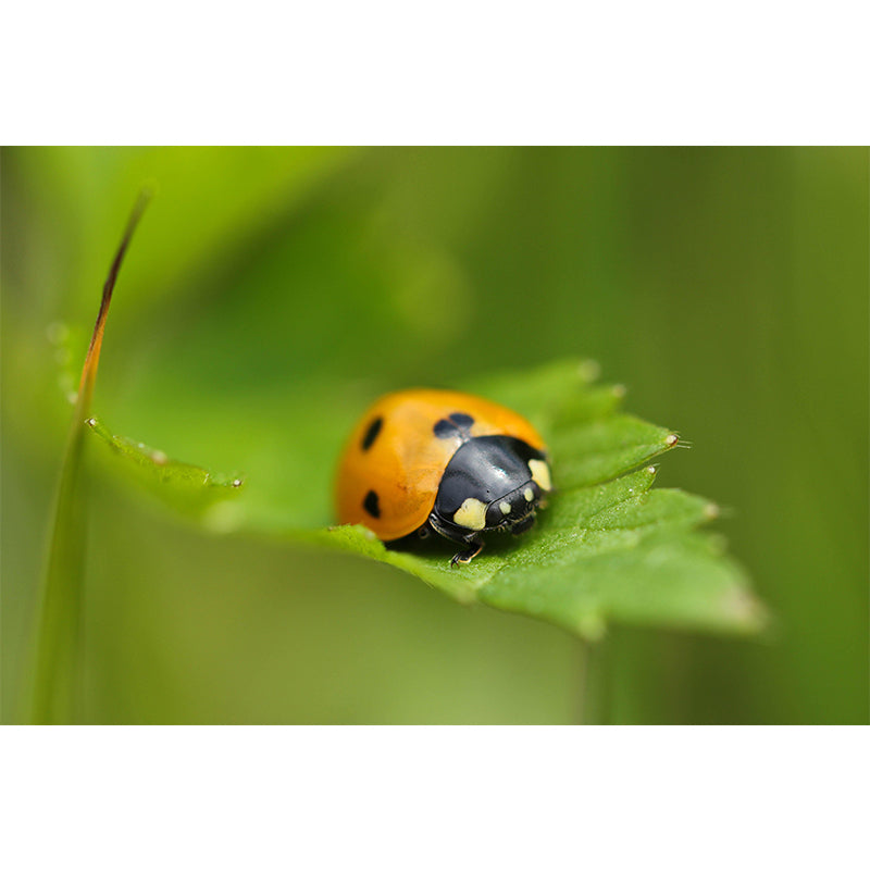 Little Ladybug Mural Wallpaper Moisture Resistant for Living Room Bedroom