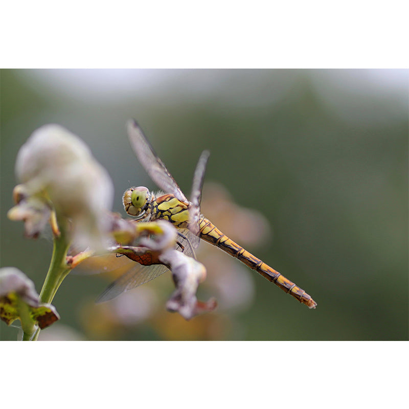 Dragonfly Mural Wallpaper Moisture Resistant Living Room Bedroom Wall Decor