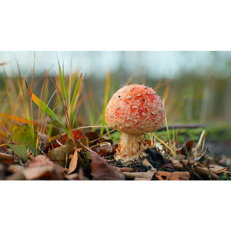 Mushrooms Mural Modern Stain Resistant Bedroom Wall Decor in Bright Color