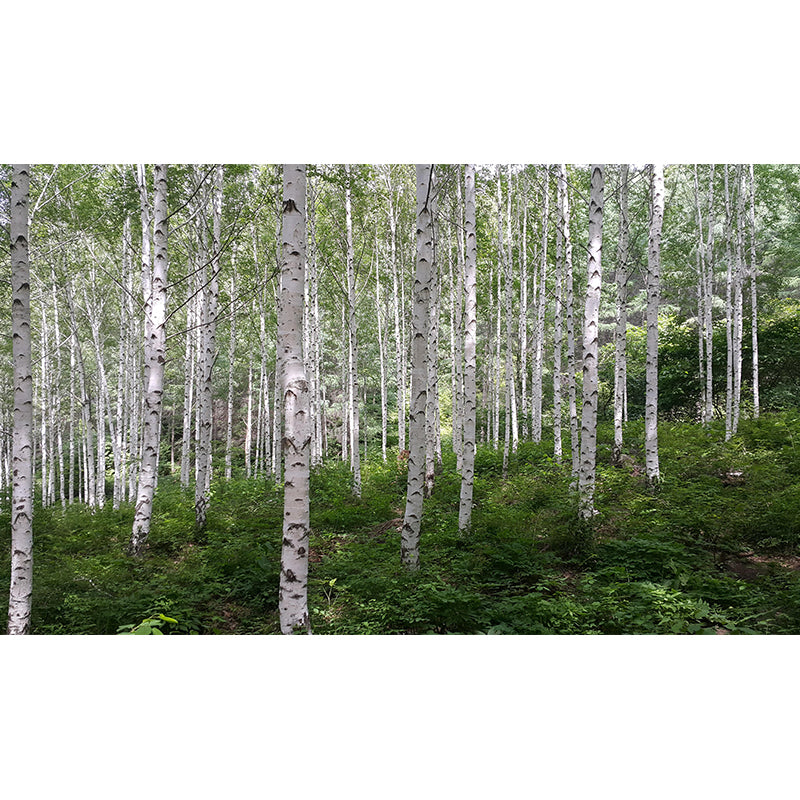 Photographic Spring Forest Mural Mildew Resistant Wall Decor for House Interior