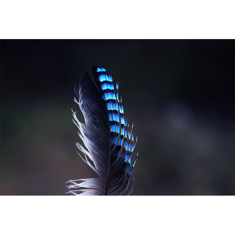 Minimalism Feather Mural Wallpaper Customized Wall Covering for Girls' Bedroom