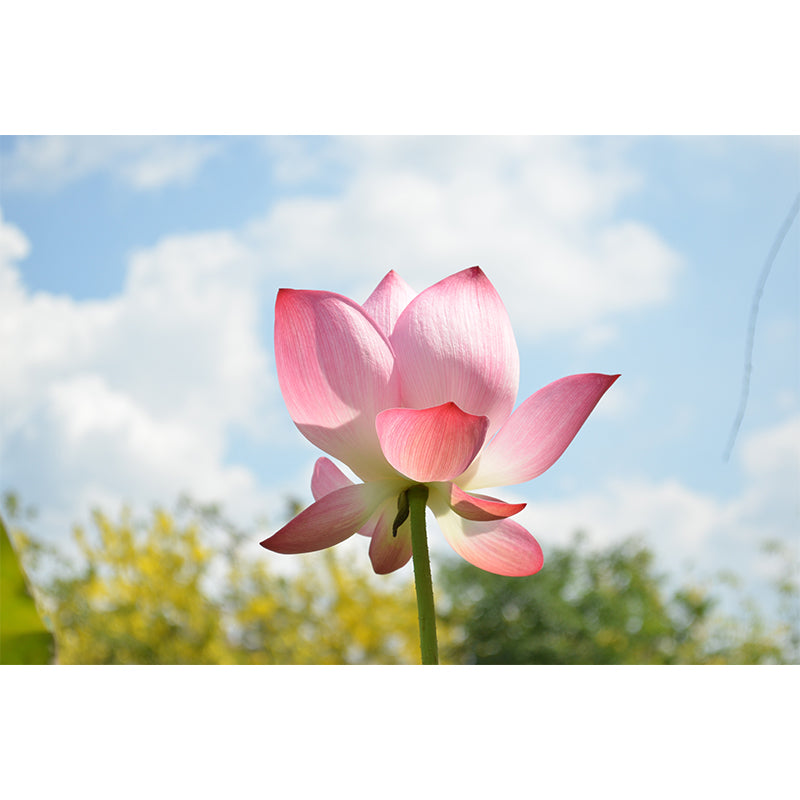 Pink Lotus Blossoming Moisture Resistant Wall Covering for Girls' Bedroom