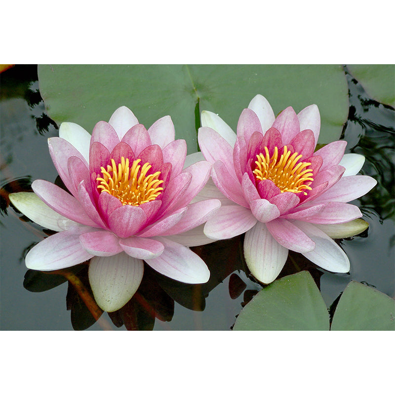 Lotus in Water Murals Flower Water Resistant Wall Covering for Gust Room