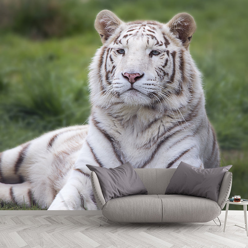Contemporary Tiger Animal Wall Paper Murals for Home Moisture Resistant, Personalised Size