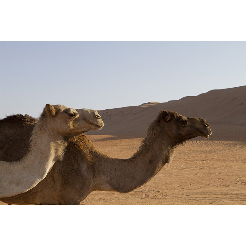 Desert Camel Animal Wall Mural Home Decorative Water Resistant, Personalised Size