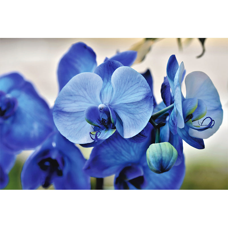 Beautiful Orchid Wall Murals for Home Decoration Stain Resistant, Personalised Size