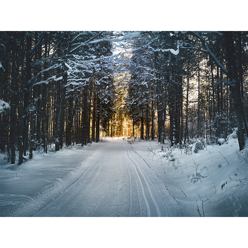 Full Size Water Resistant Forest Mural Wallpaper Modern Wall Decor, Made to Measure