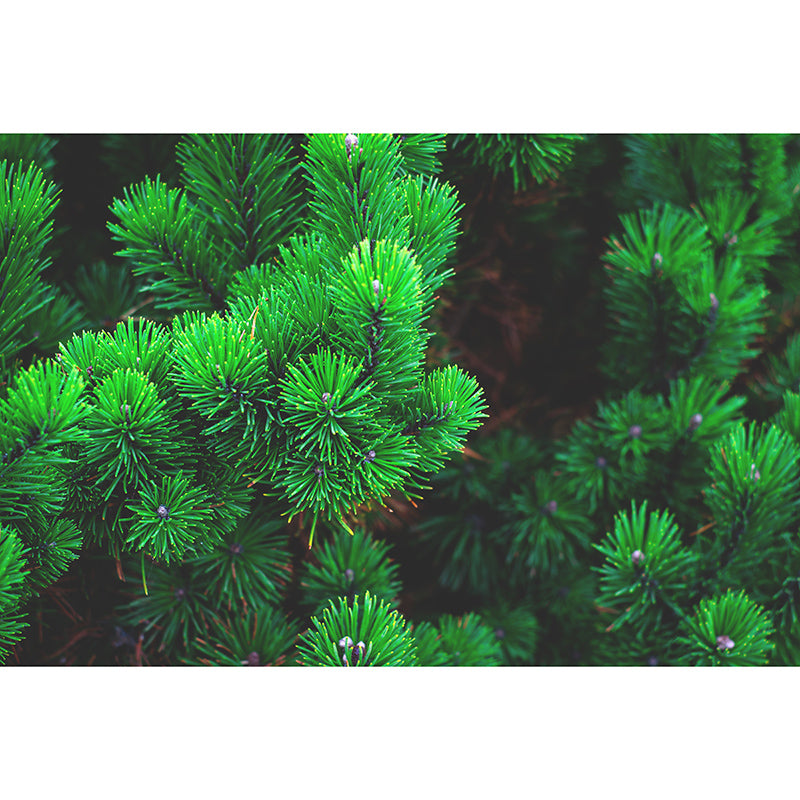 Vivid Plants Wall Decal Washable Wall Paper Murals Decoration for Bedroom