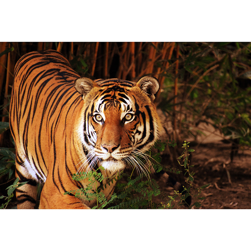 Forest Wildlife Wall Covering Moisture Resistant Mural Personalized Size