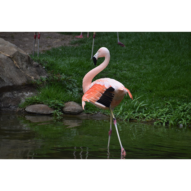 Flamingo Wall Mural for Sitting Room Water Resistant Wall Decor, Made to Measure