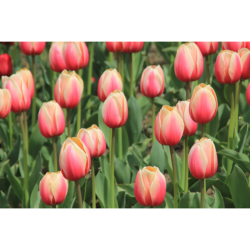 Tulip Flower Wall Mural Decals Home Decoration Girls' Bedroom Wall Decor