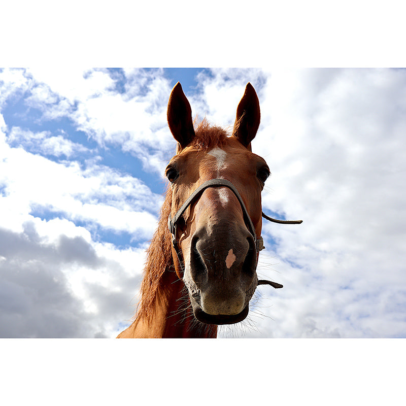 Horse Contemporary Wall Covering for Living Room Moisture Resistant, Made to Measure