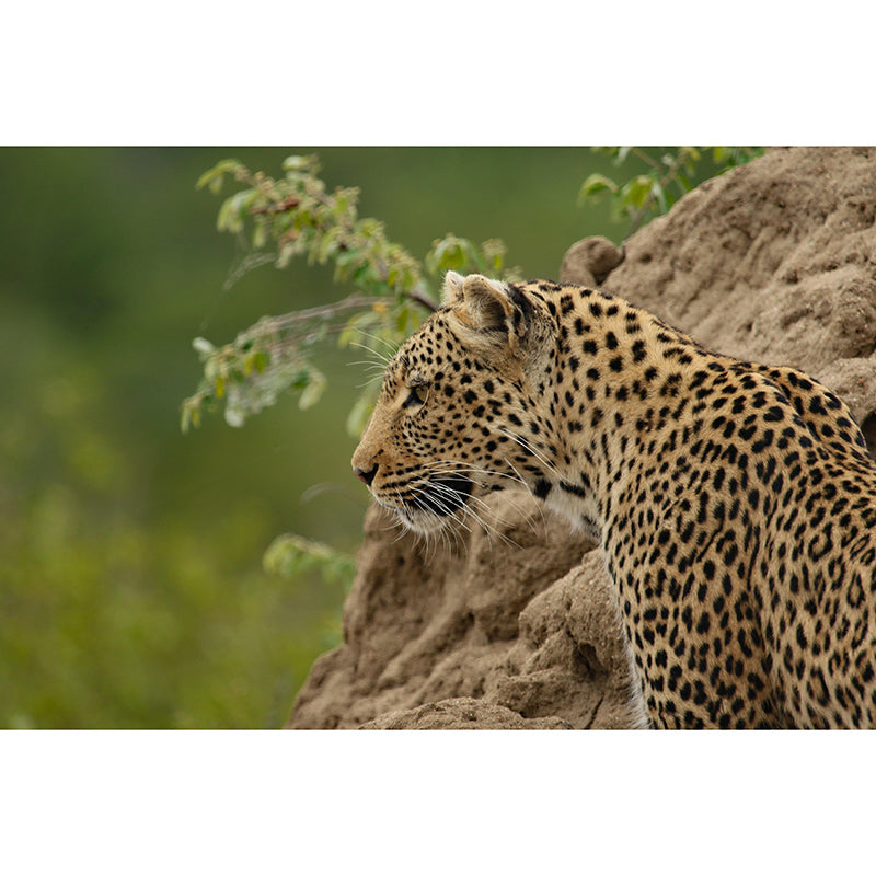 Customized Leopard Mural Stain Resistant Soft Color Wall Art for Bedroom