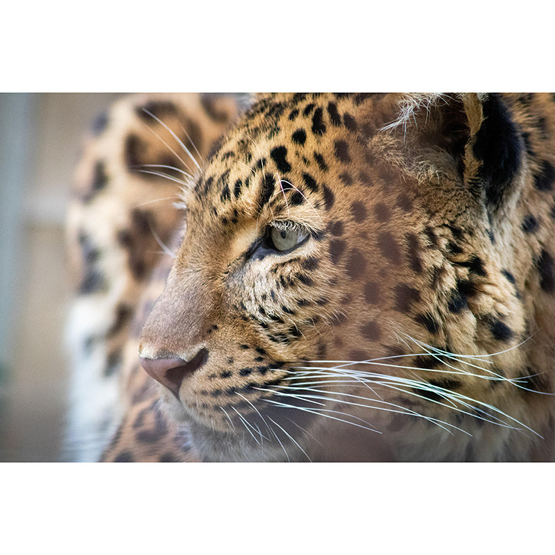 Customized Leopard Portrait  Mural Stain Resistant Wall Art for Bedroom