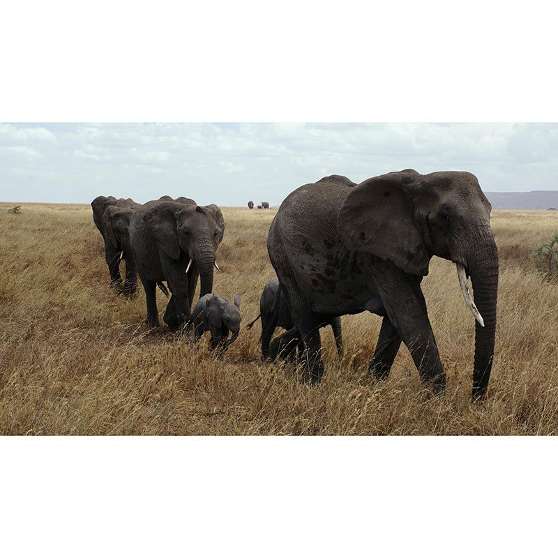 Contemporary Huge Elephant Mural Stain Resistant Wall Art for Living Room