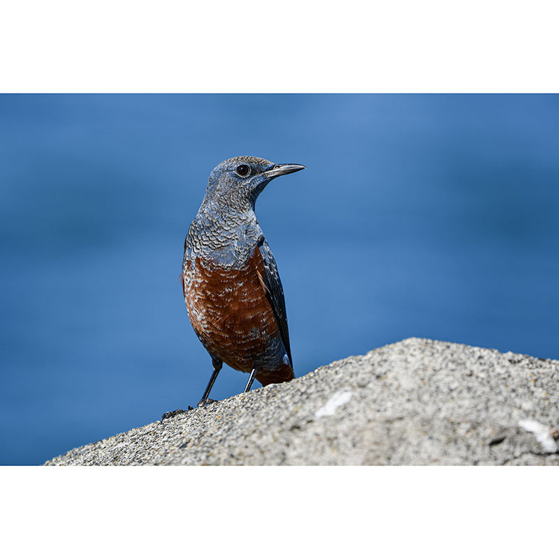 Blue-Rock-Thrush Wall Decor Mural Moisture Resistant Living Room Wall Covering