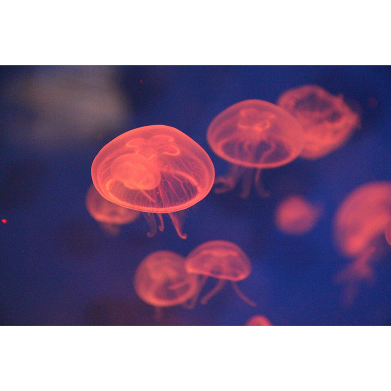 Customized Tropical Underwater World Mural Wallpaper Mildew Resistant for Wall Decor