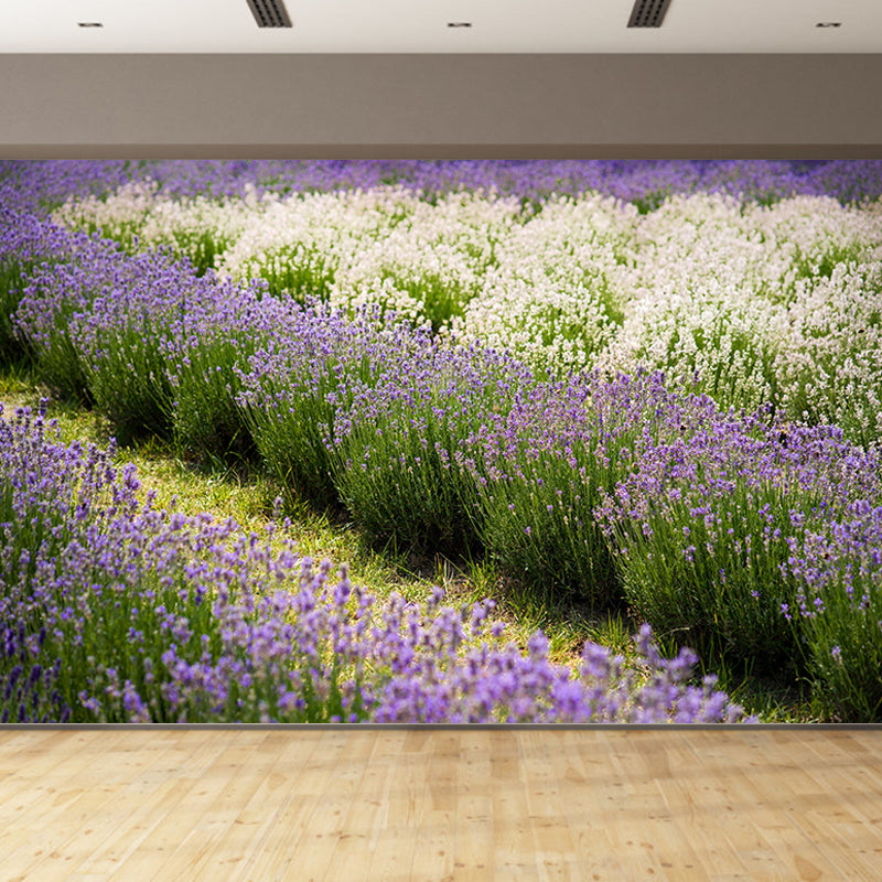 Beautiful Lavender Field Mural Wallpaper Photography Horizontal Wall Decor for Home