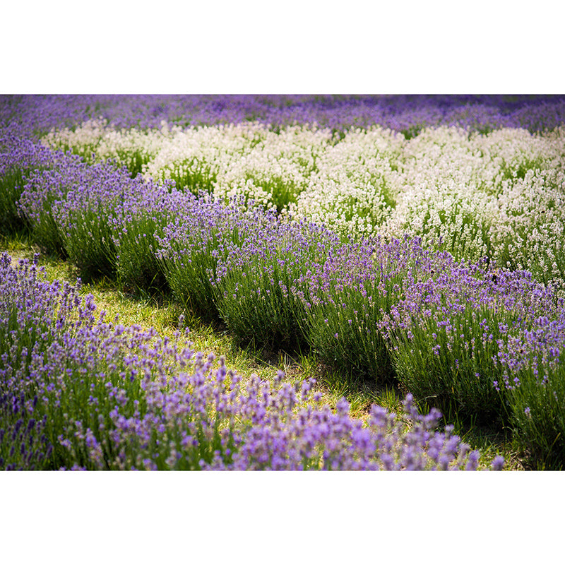Beautiful Lavender Field Mural Wallpaper Photography Horizontal Wall Decor for Home
