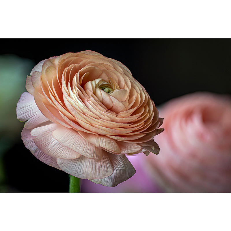 Beautiful Flower Mural Wallpaper Photography Horizontal Wall Decor for Home