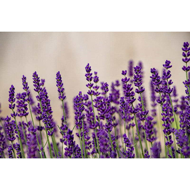 Contemporary Lavenders Mural Soft Color Stain Resistant Wall Art for Living Room