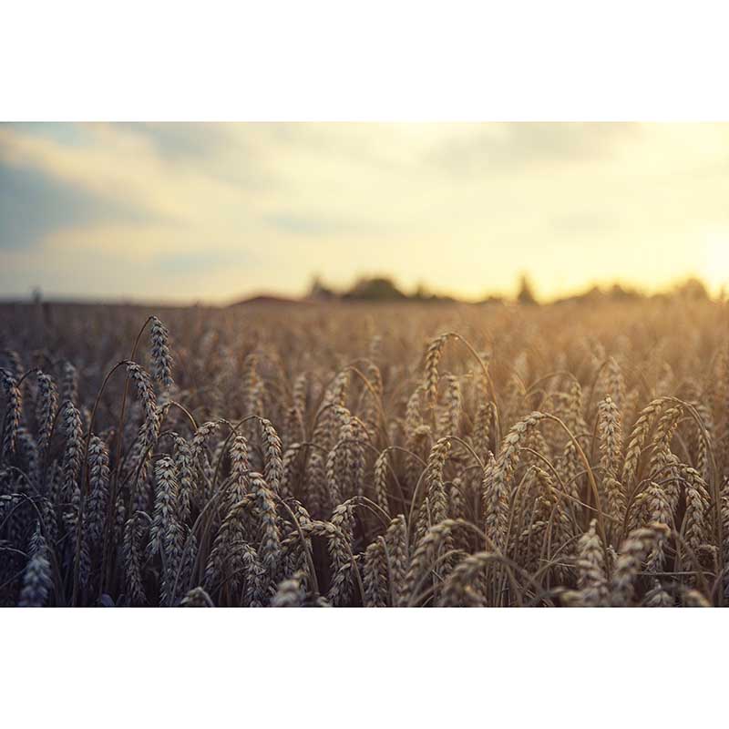 Customized Wheat Field Mural Stain Resistant with Plump Ears of Wheat Pattern for Dining Room