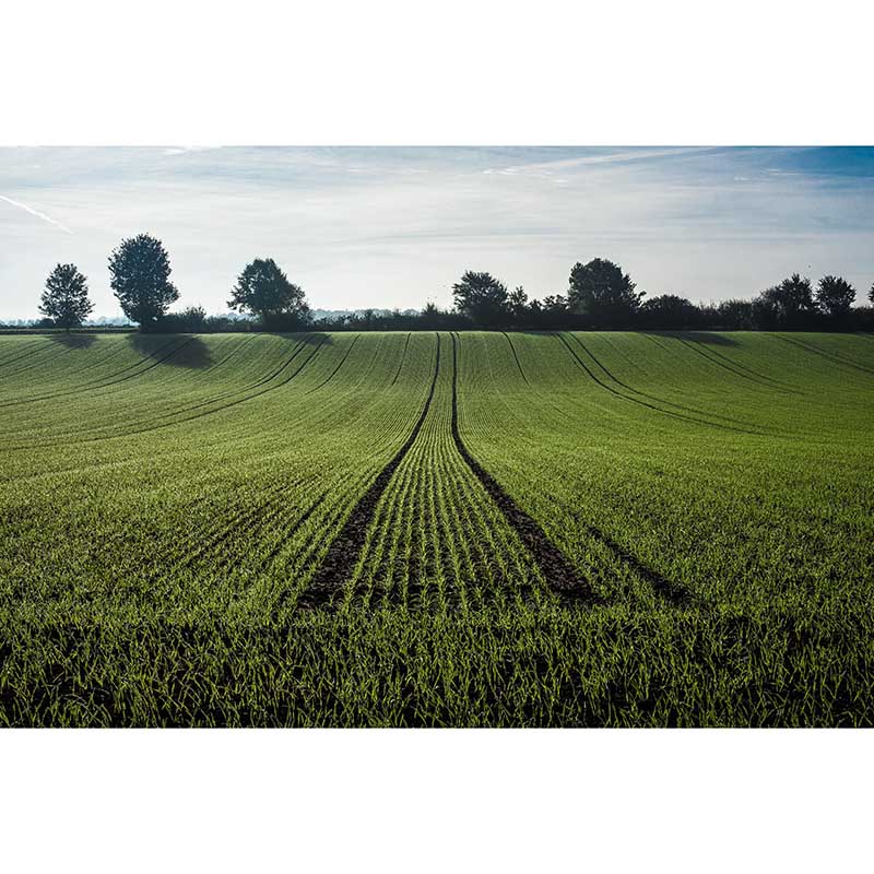 Customized Green Wheat Ears Mural Stain Resistant Wall Art for Dining Room