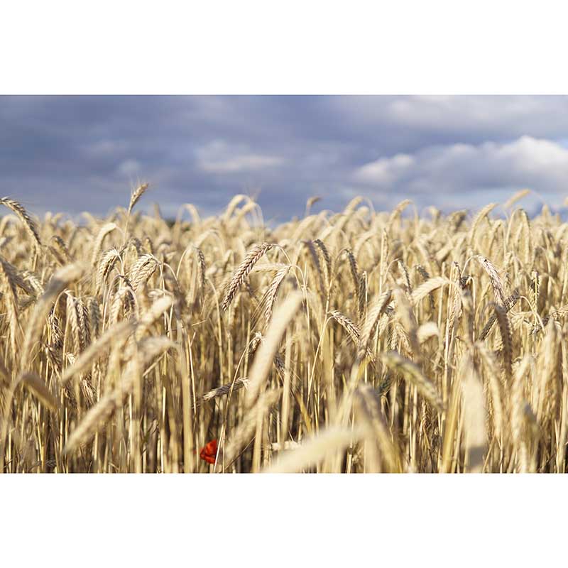 Wheat Field Mural Stain Resistant with Plump Ears of Wheat Pattern Wall Art for Dining Room
