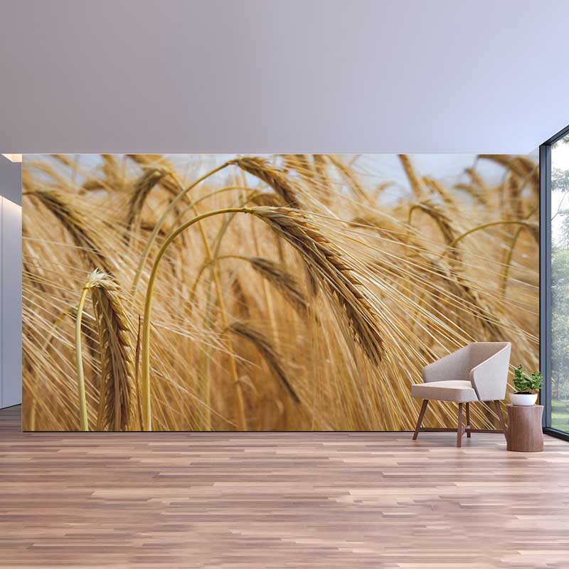 Wheat Field Mural Stain Resistant with Plump Ears of Wheat Pattern Wall Art for Dining Room