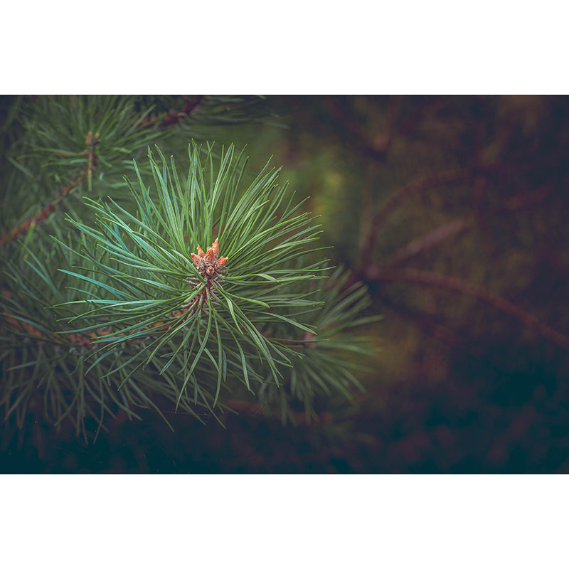 Photography Plant Mural Wallpaper Pine Leaves for Reading Room Bedroom Home Decor