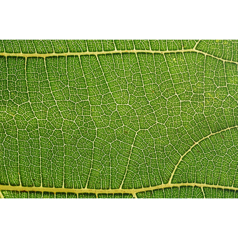 Plant Mural Wallpaper Leaf Surface Pattern for Reading Room Bedroom Wall Decor