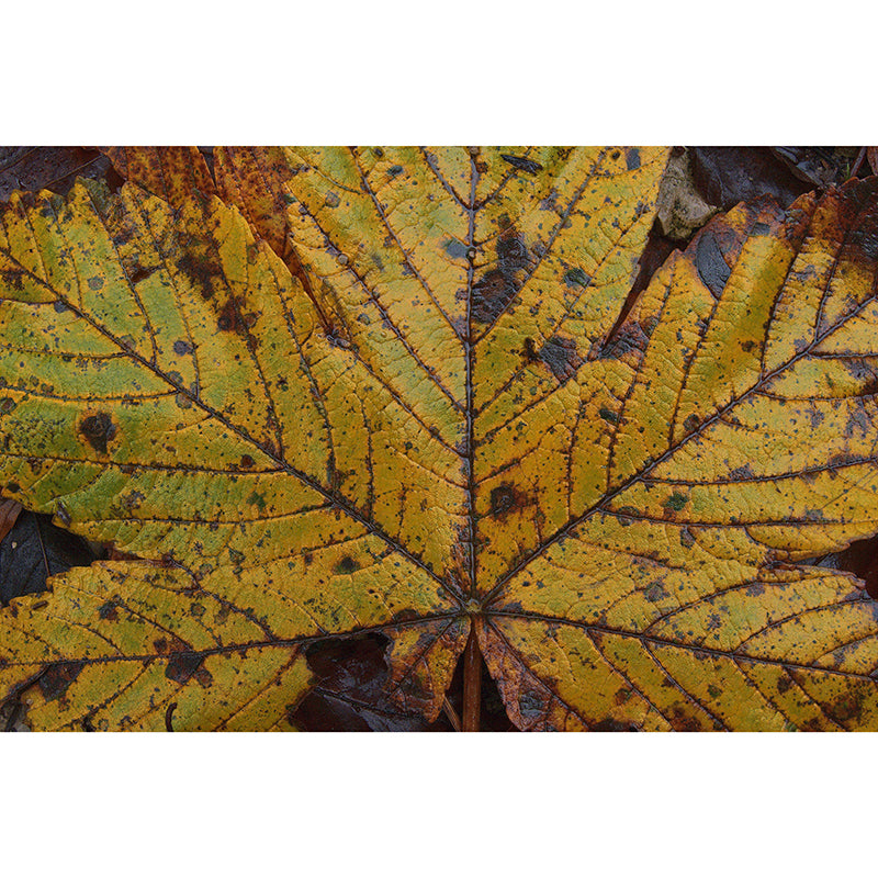 Leaf Surface Plant Wall Murals Modern Style Moisture Resistant Wall Covering